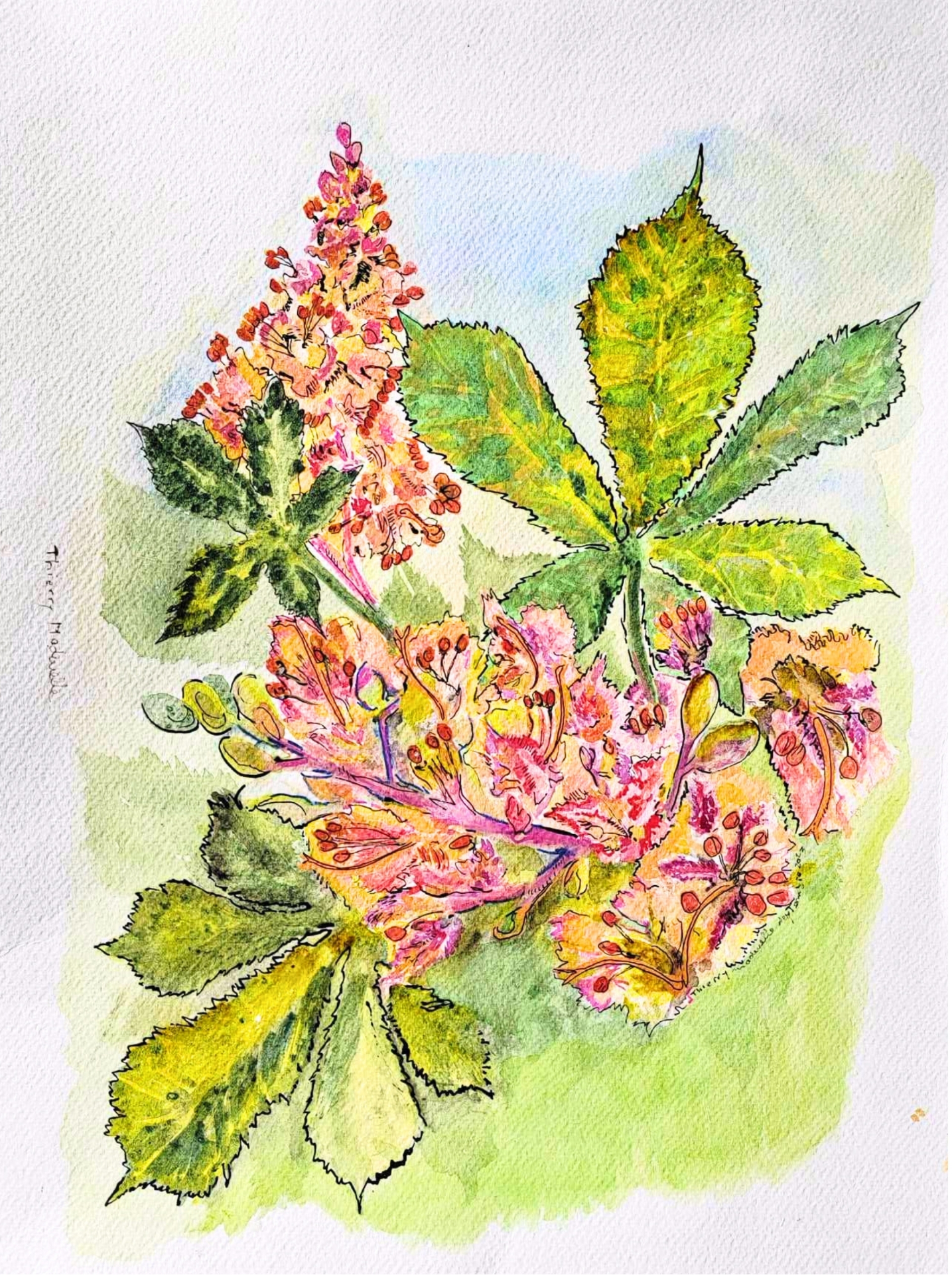 Illustration aquarelle de la carte Médecine N°35 White Chestnut, peinte par Thierry Madurelle sous la direction de Marie Donzé